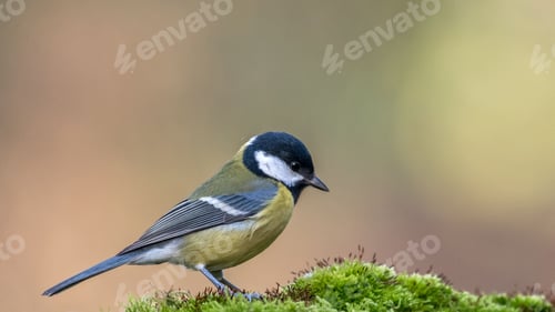 Preview: Great Tit Sitting on a moss