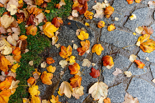 Preview: Autumn forest background. Vibrant color tree, red orange foliage in fall park.