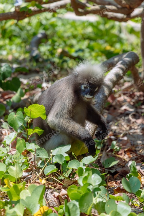 Preview: Monkey sits on ground among green leaves in forest during daytime in warm climate