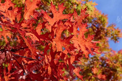 Preview: Brilliant Red Autumn Leaves against a Blue Sky