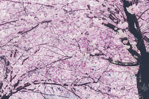 Vorschau: Mach es Pink.