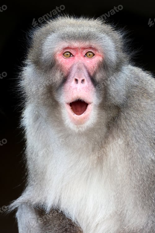 Preview: closeup of Japanese macaque (Macaca fuscata) in wild
