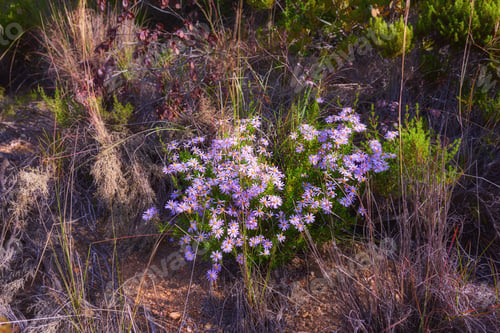 Preview: Mountain flowers