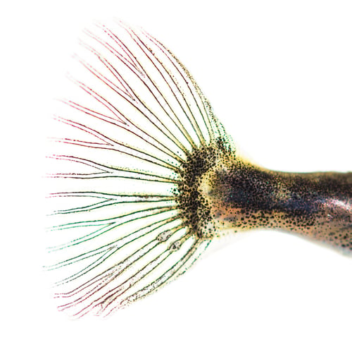 Preview: Side view of a transparent fishtail of Three-spined stickleback, Gasterosteus aculeatus,