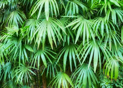Preview: Green thicket