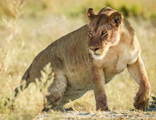 Preview: A Travel Around the world with beautiful Botswana Wildlife picture