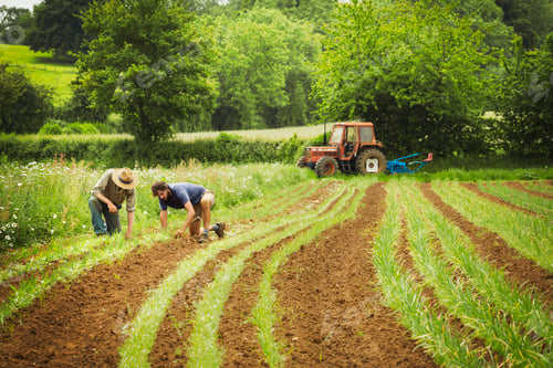 Preview: Two men tending rows of small plants in a field.