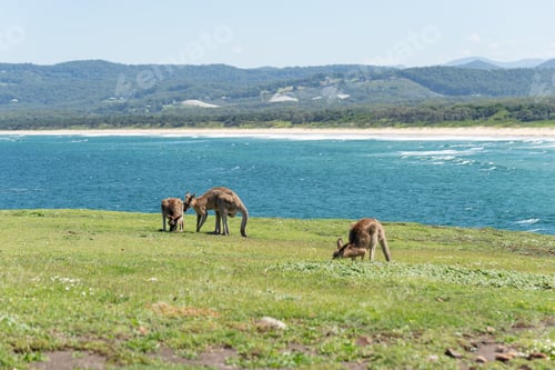 Preview: Group of Grey Kangaroo in a Green Meadow whit Seascape at Background.Nature Concept.Wildlife Concept