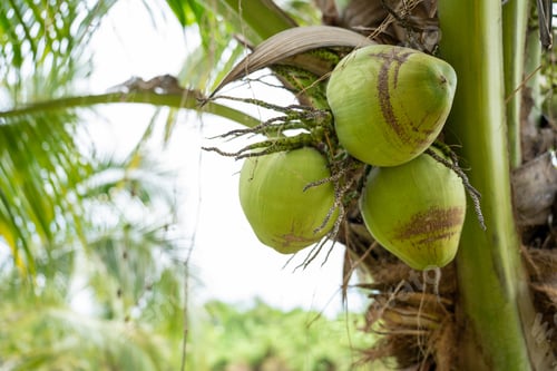 Preview: Coconut Tree at Coconut Farm. Fresh Coconut for drinking and refreshing.