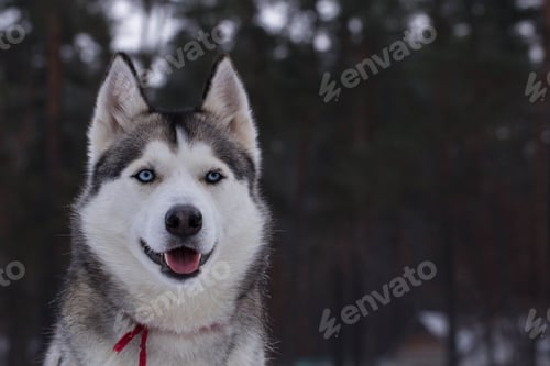 Preview: dog, siberian husky, pets, dogs, wilderness