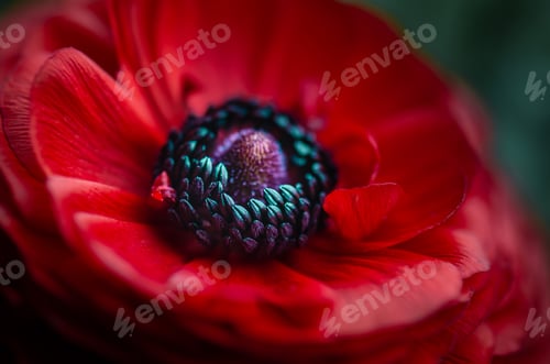Preview: Closeup of beautiful red ranunculus. Nature zoomed in.