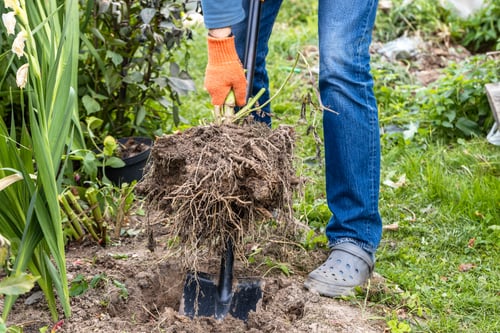 Preview: dahlia tubers just lifted for overwintering