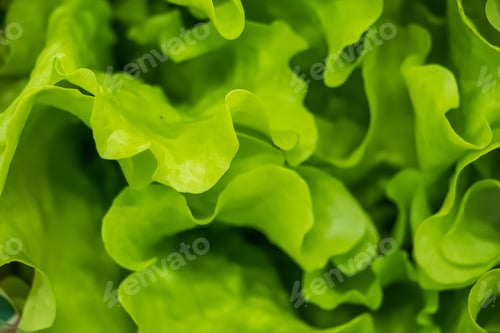 Preview: Lettuce leaves close-up. Healthy greens on a diet.