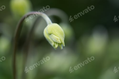 Preview: Anemone is a white flower that has not yet opened, a bud in selective focus.