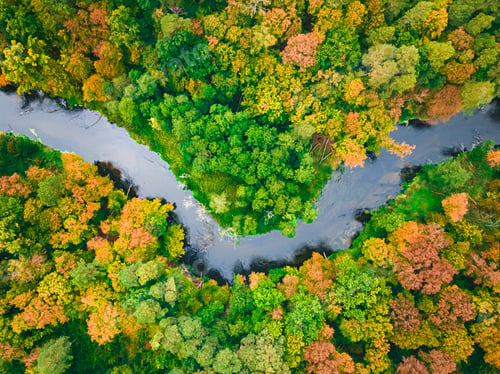 Preview: Colorful forest and river in autumn. Aerial view of wildlife