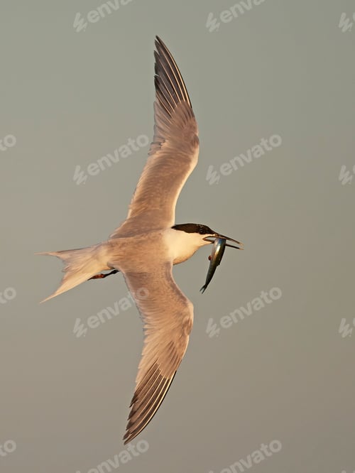 Preview: Sandwich tern (Thalasseus sandvicensis)