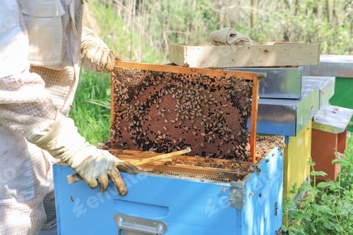 Preview: bees - The beekeeper is removing the honeycomb frame from the hive to check the situation.