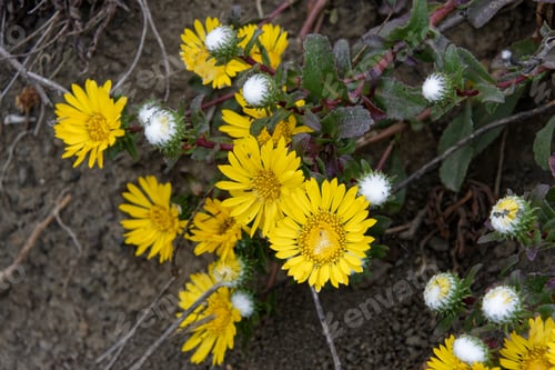 Preview: Top view shot of yellow Oregon gumweed flowers.