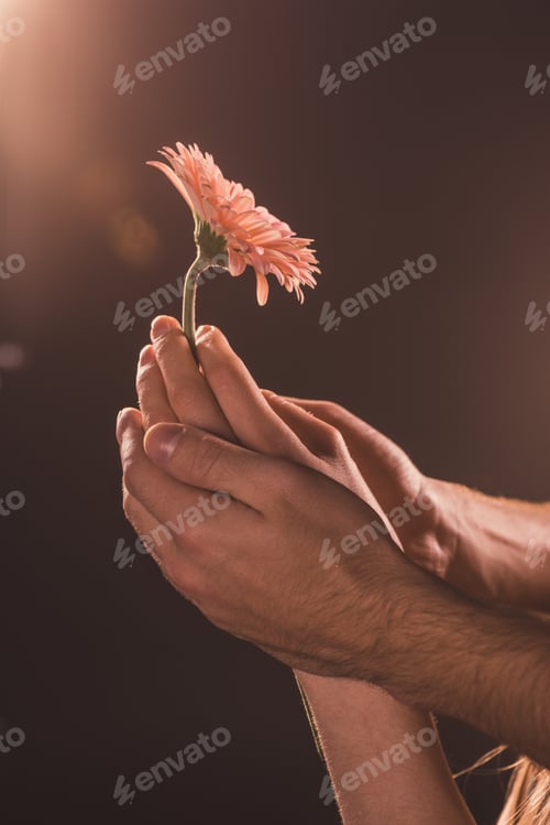 Preview: cropped view of tender couple holding gerbera flower, on brown