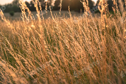 Preview: Grass field at sunset