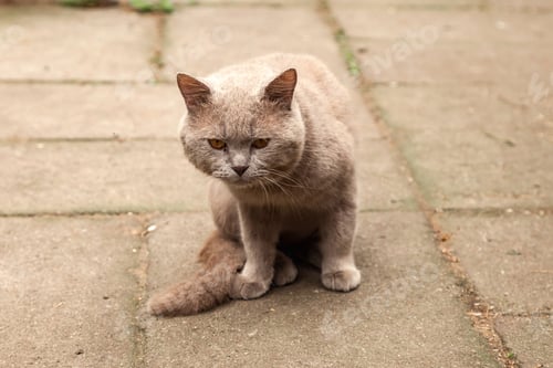 Preview: Serious British Shorthair Cat Sitting Outdoors, confident looking forward attentively