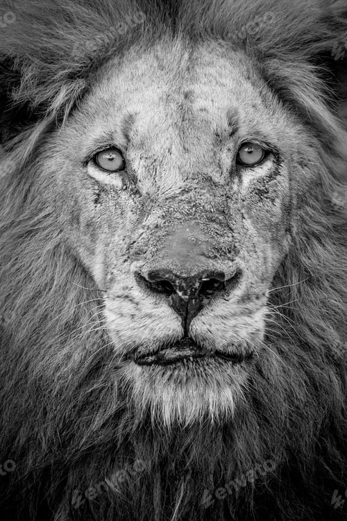 Preview: A black and white portrait of a male lion, Panthera leo, direct gaze with a mane and scarred nose.