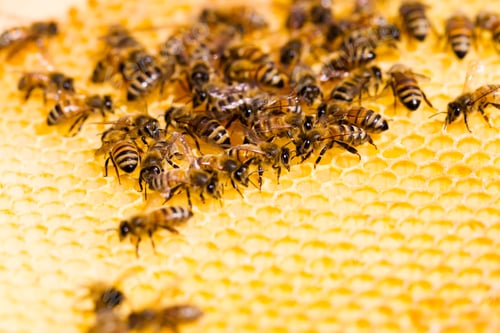 Preview: Beekeeping