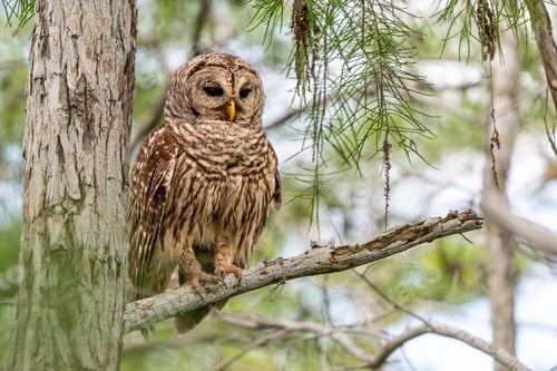 Preview: Closeup of an owl perched on a tree branch in a forest