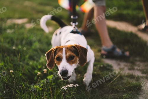 Preview: Jack Russell Terrier plays on grass, close-up.