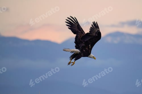 Preview: Sunset flight