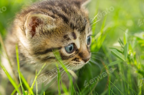 Preview: Little tabby kittens on green grass