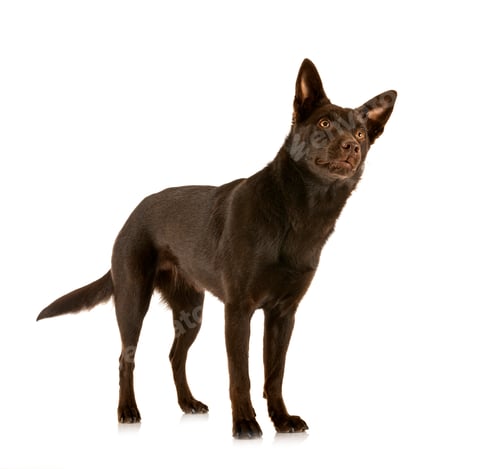 Preview: Australian Kelpie in studio