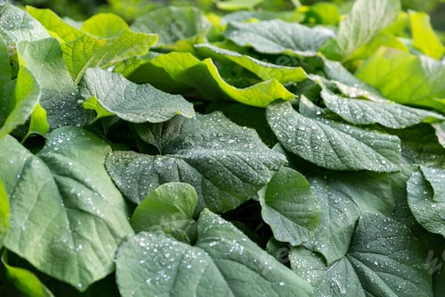 Preview: Leaves with droplets of rain