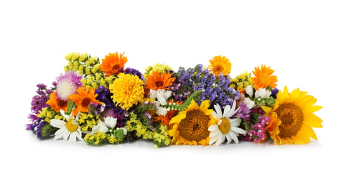 Preview: Bunch of beautiful wild flowers on white background