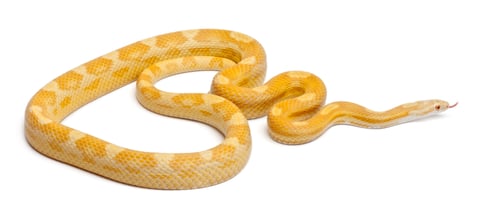 Preview: Butter mothley Corn Snake or Red Rat Snake, Pantherophis guttatus, in front of white background