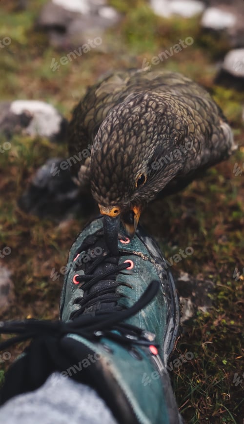 Preview: Wild bird