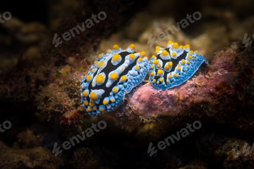 Preview: two beautiful nudibranchs on a coral, macro shot