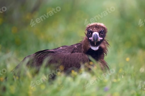 Preview: Black vulture (Aegypius monachus)