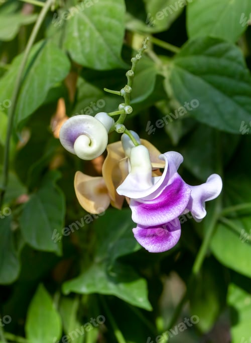 Preview: Vigna Caracalla close up, known as Snailflower, with amazing scent