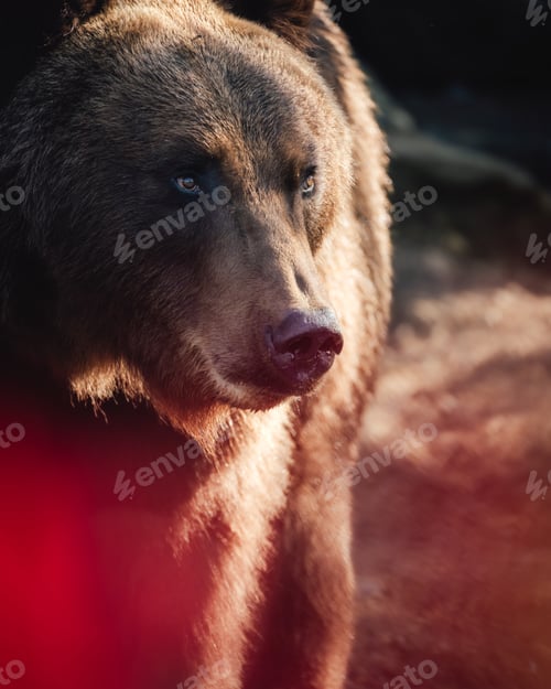 Preview: a close up of the head of a bear, looking into camera