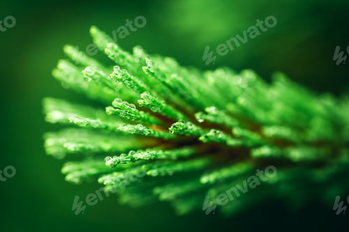 Preview: Green coniferous tree close-up. Water drops after rain