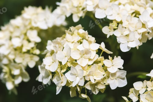 Preview: Smooth Hydrangea flowers closeup, Hydrangea arborescens green white flowers in garden