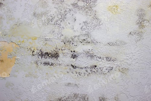 Preview: black mold on the wall. Fungus on the wall after the flooding of the house.