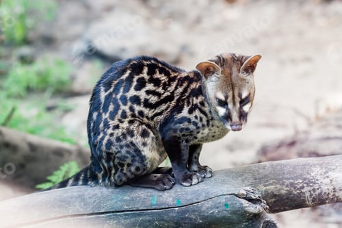 Preview: Spotted genetta on a close-up branch