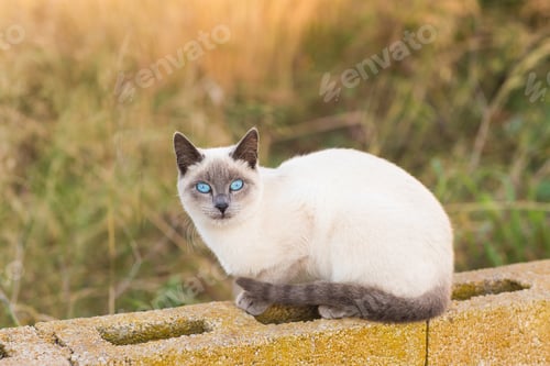 Preview: Pets and pedigree animals concept - Portrait of the siamese cat with blue eyes