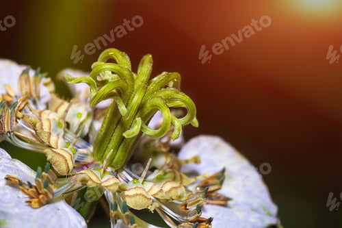 Preview: Invisible world of flora. Stamens and pistils of a miniature flo