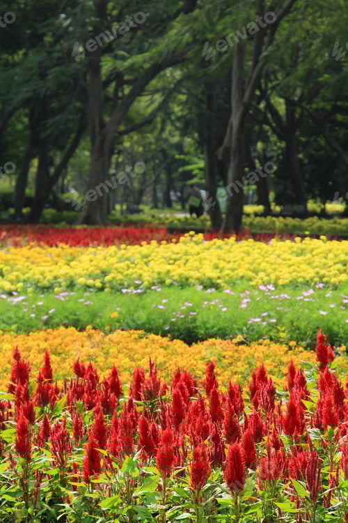 Preview: Flowers in the tropical garden