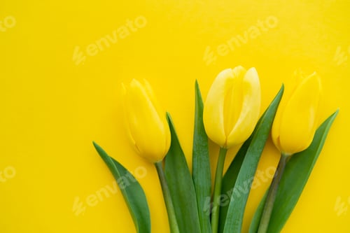 Preview: Top view of tulips on yellow background with copy space