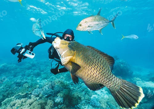 Preview: underwater photographer pose close to a maori wrasse in the great barrier reef