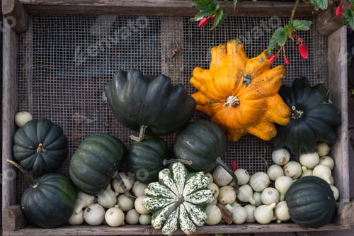 Preview: Decorative gourds and mini pumpkins at farmers market.